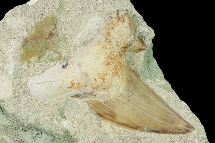 Otodus Shark Tooth Fossil in Rock - Eocene #139927